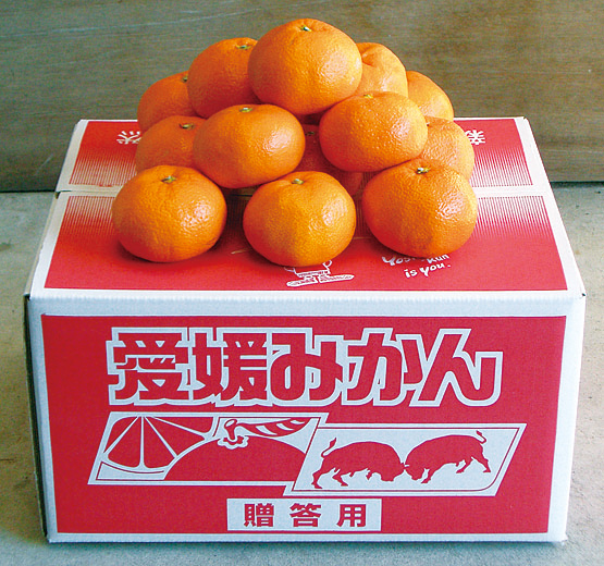 季節の柑橘